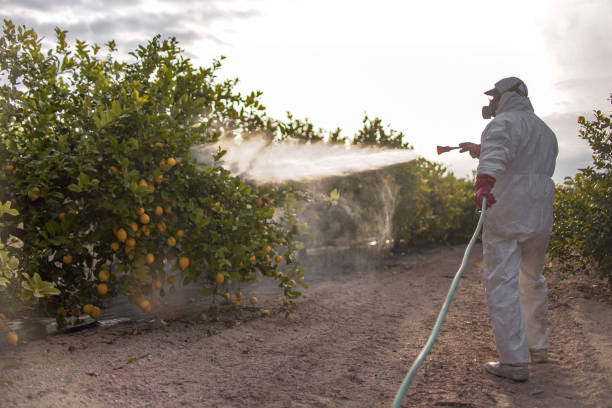 Best Local Pest Control Services  in Piedmont, CA